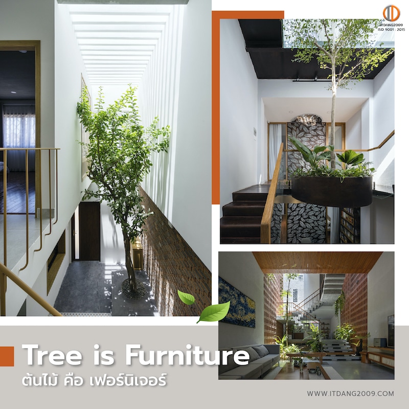 Tree-is-Furniture-ต้นไม้คือเฟอร์นิเจอร์